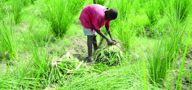 Haitian vetiver online perfume